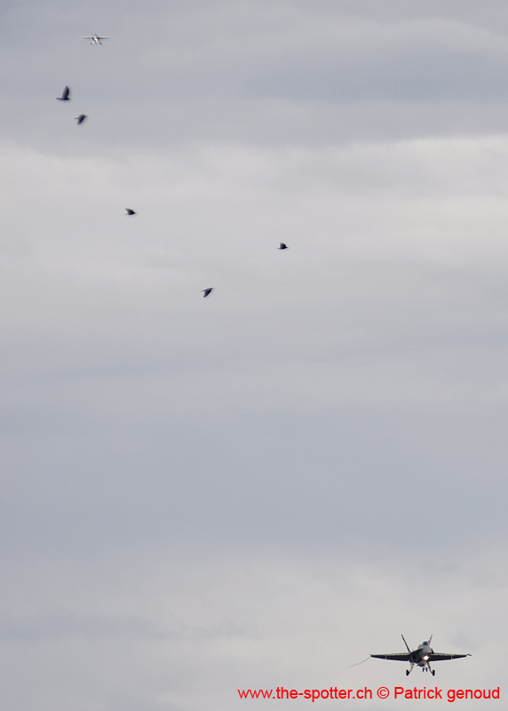Falcon VS Hornet 23-24.08266