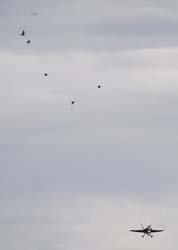 Falcon VS Hornet 23-24.08266