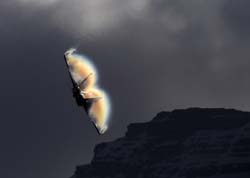axalp-09-10-218