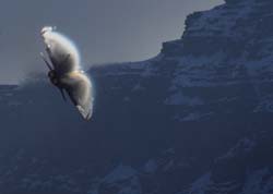 axalp-09-10-219
