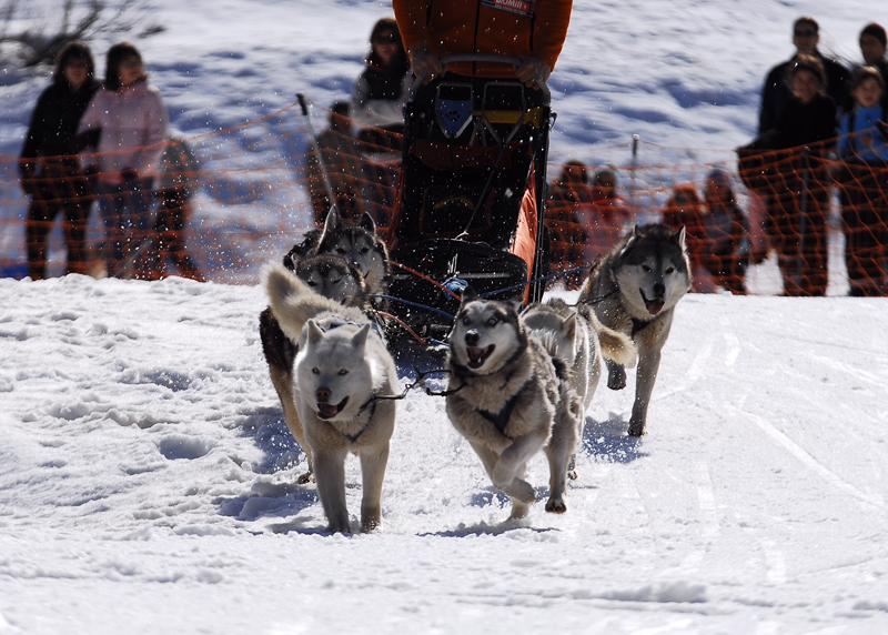 musher107031508