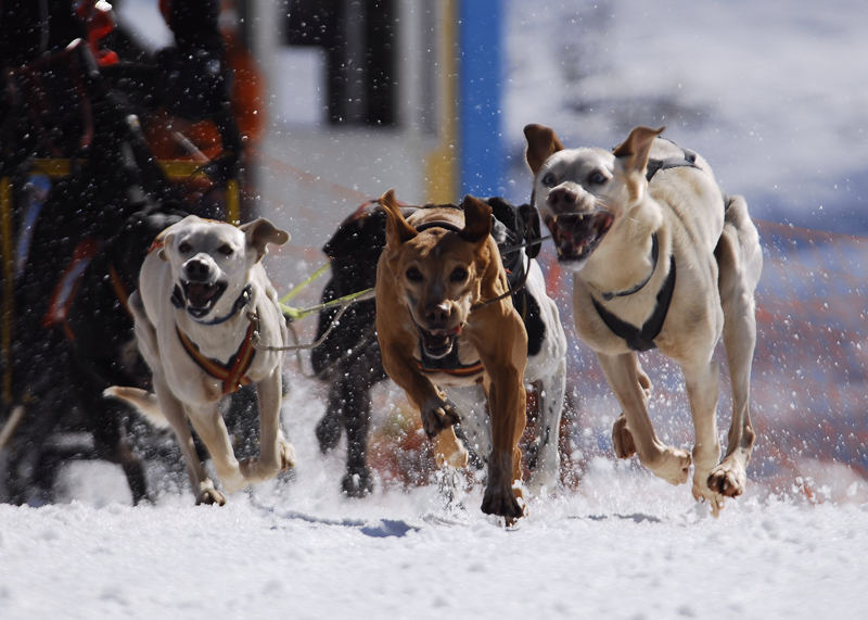 musher128031508