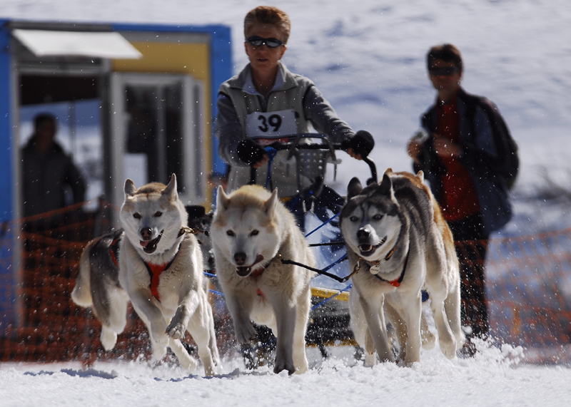 musher129031508