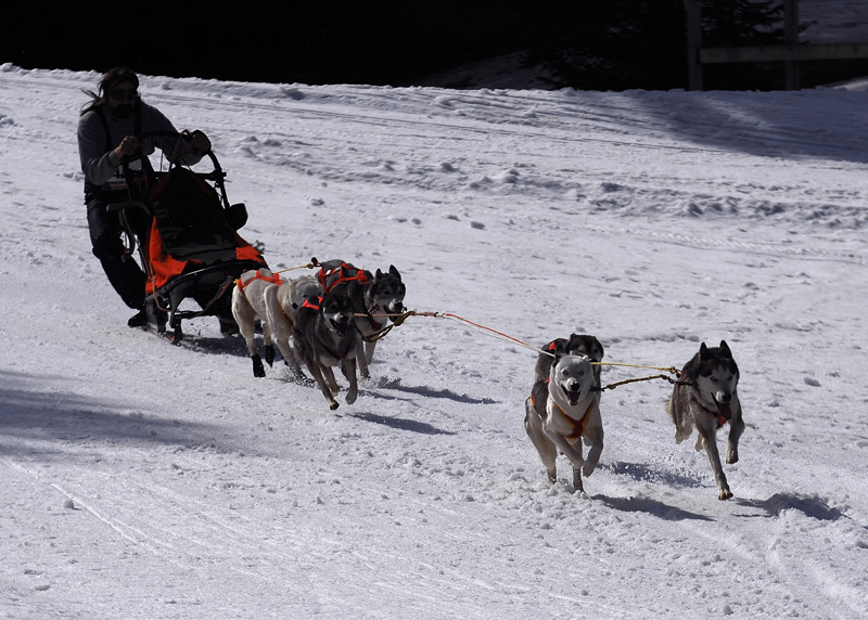 musher138031508