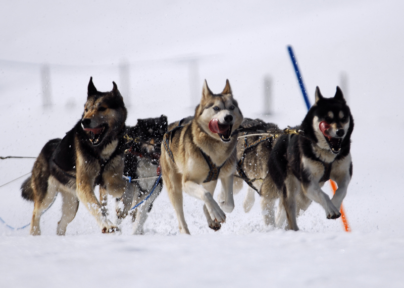 musher162031508