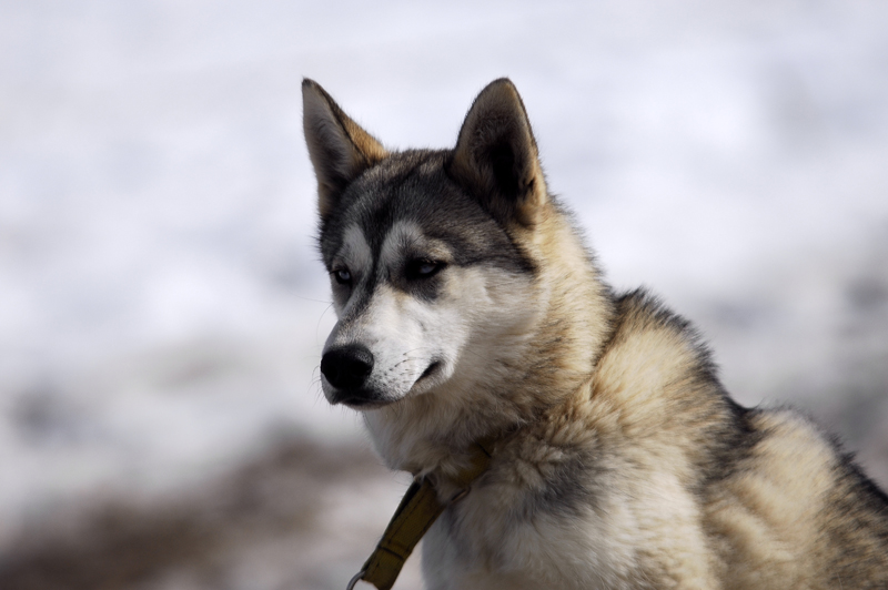 musher176031508
