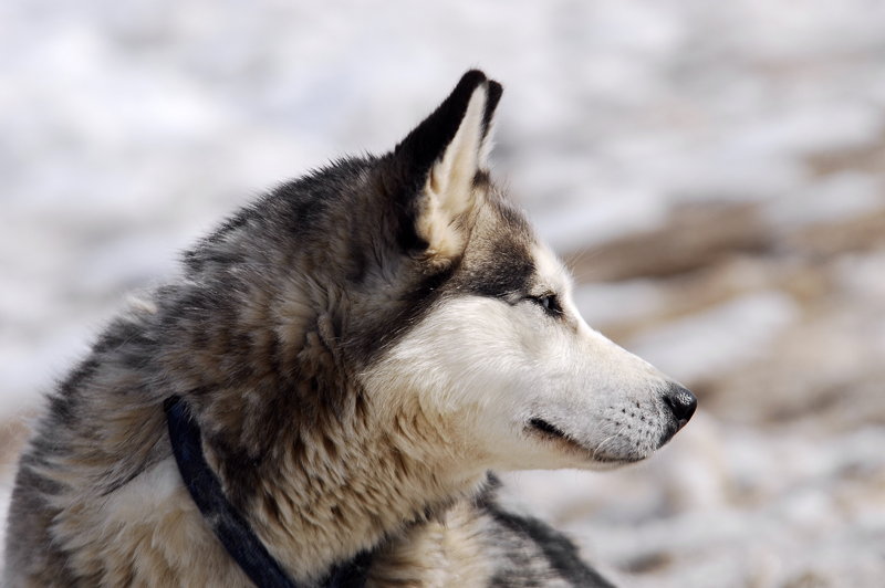 musher180031508