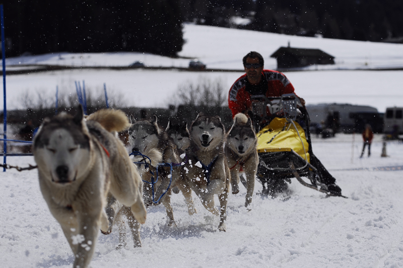 musher191031508