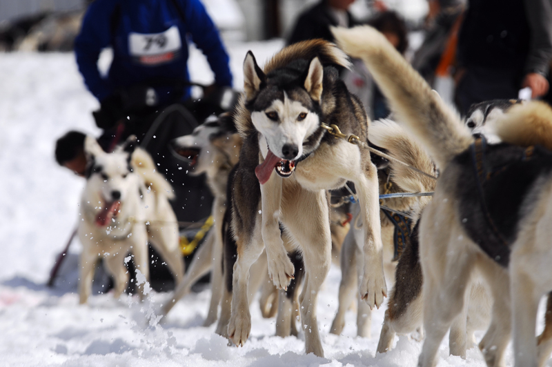 musher196031508