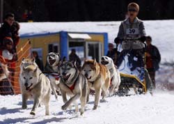 musher131031508