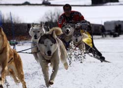 musher190031508