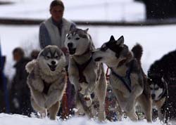 musher193031508