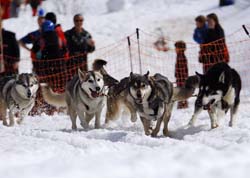 musher194031508