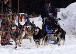 musher195031508