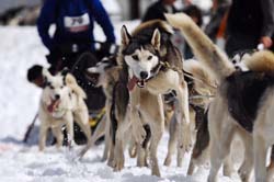 musher196031508