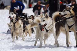 musher197031508