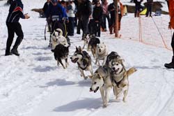musher198031508