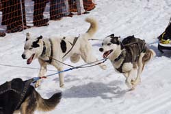 musher199031508