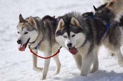 musher201031508