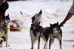 musher202031508