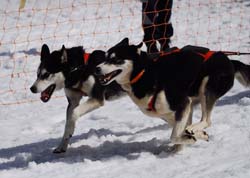 musher204031508