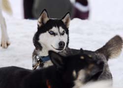 musher205031508