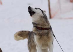 musher206031508