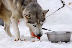 musher207031508