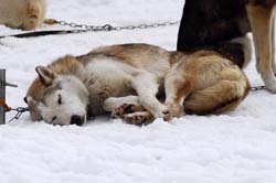 musher208031508