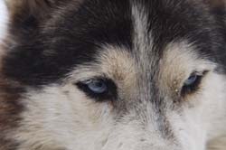 musher209031508