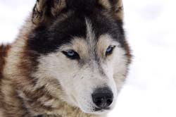 musher210031508