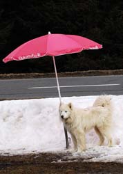 musher211031508