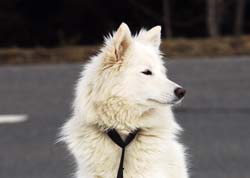 musher212031508