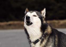 musher213031508